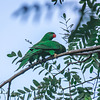 27/365 Green Lorikeets