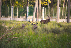 Die Hirsche im Białowieża-Urwald