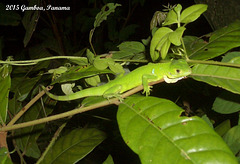 112 Young Iguana