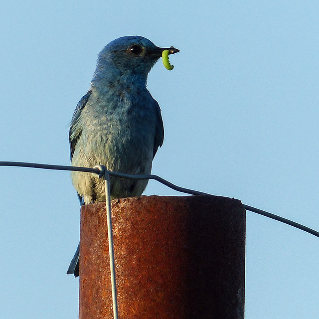 Mountain Bluebird male