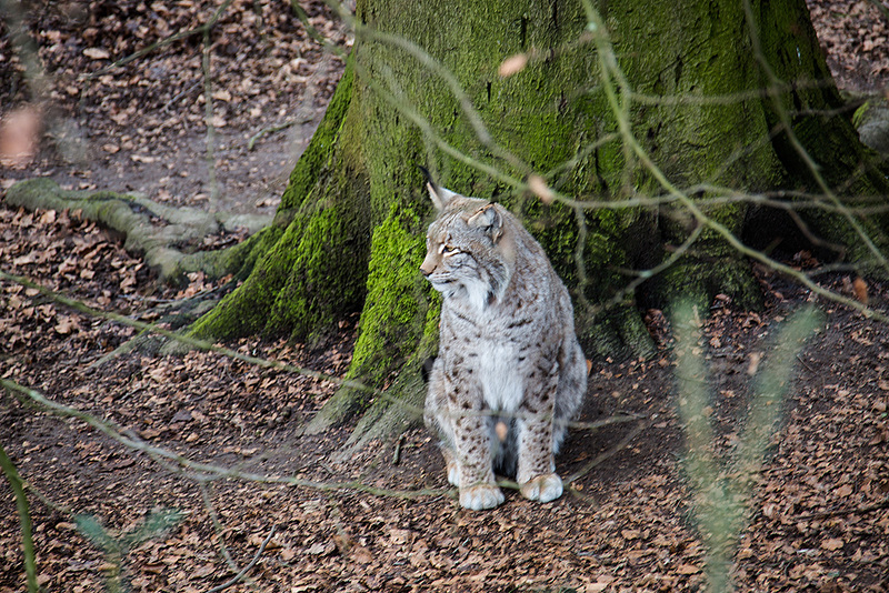 20160303 0167VRAw [D~BI] Eurasischer Luchs (Felis lynx), Tierpark Olderdissen, Bielefeld