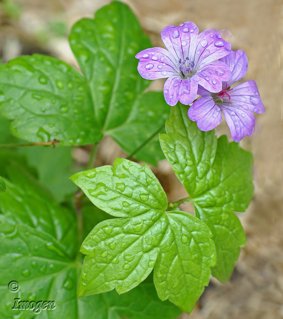 Cranesbill Geranium Nodosum