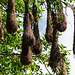 Oropendola (bird) nests, Tobago, Day 2