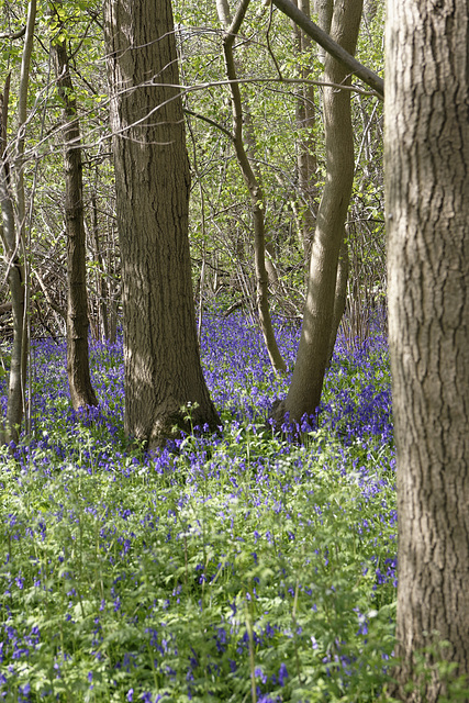 Bluebells 4