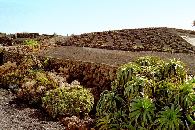 Museo agricola el patio Tiagua. ©UdoSm