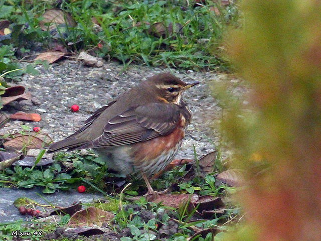 Dans mon jardin