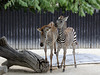 Zebrafohlen (Zoo Karlsruhe)