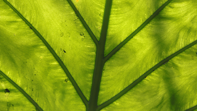 Sous le vert des feuilles