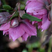 DSCF3516