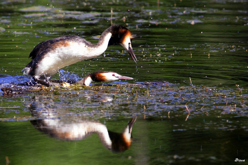 Accouplement des grèbes huppés