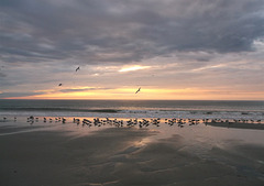 Lever de mouettes / Seagulls awakening