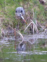 "Our" Great Blue Heron hunting newts for its supper this evening