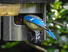20210604 0367CPw [D~LIP] Blaumeise, Bad Salzuflen