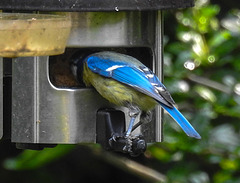 20210604 0367CPw [D~LIP] Blaumeise, Bad Salzuflen