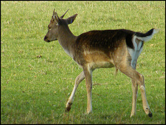 muntjac or roe?