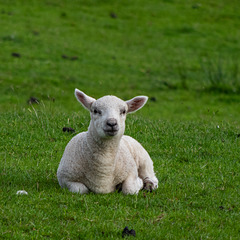 lamb dl
