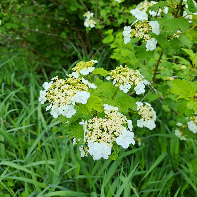 Gemeiner Schneball (Viburnum opulus)