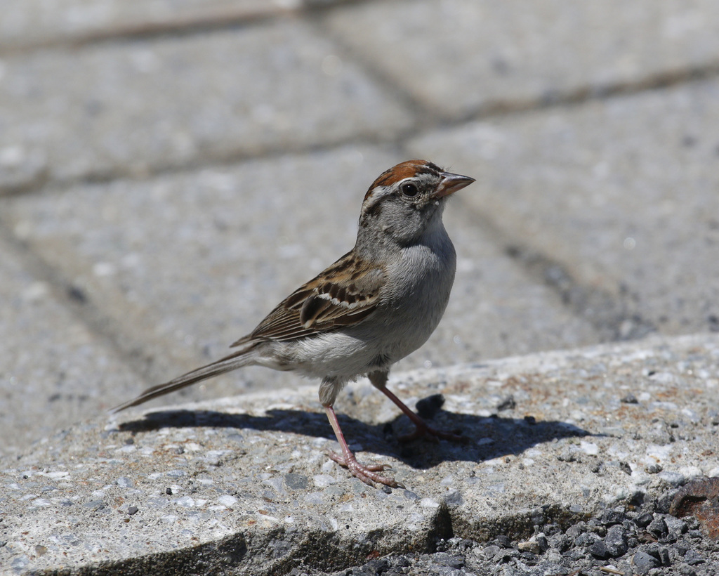 bruant familier / chipping sparrow