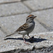 bruant familier / chipping sparrow