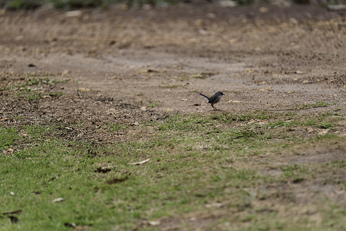 Blue Fairy Wren Male