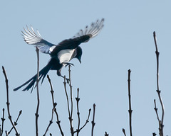 les oiseaux de mon jardin