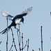 les oiseaux de mon jardin