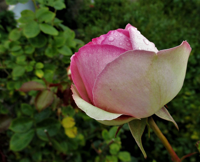 Rose**************