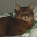 Rags - I'm only sleeping, 3