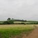View to Rough Hays (136m) from Pipehay Farm