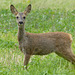 Jeune chevreuil  (Capreolus capreolus)