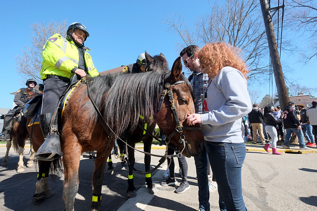 Horses are popular