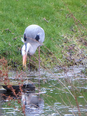 "Our" Great Blue Heron hunting newts for its supper this evening