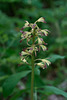 Aplectrum hyemale (Puttyroot orchid)