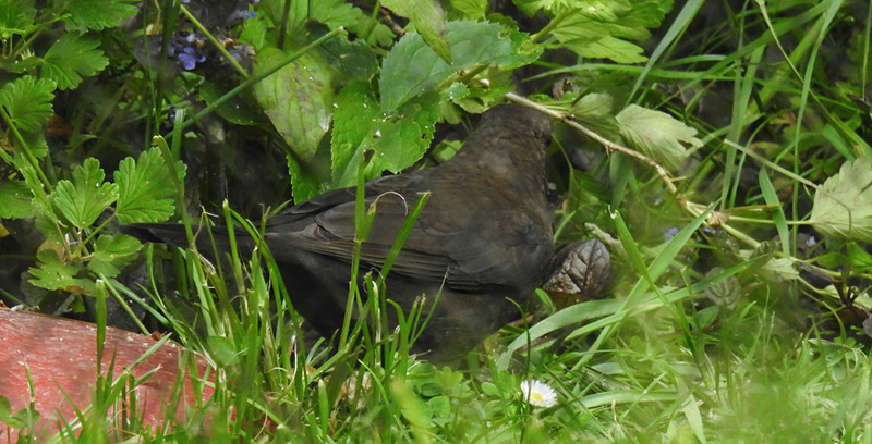 20210604 0369CPw [D~LIP] Amsel, Bad Salzuflen