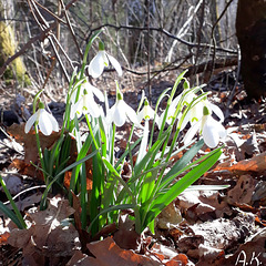 Schneeglöckchen (Galanthus)