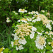 Gemeiner Schneball (Viburnum opulus)
