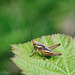 Roesel's Bush Cricket