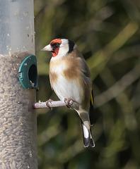 European Goldfinch