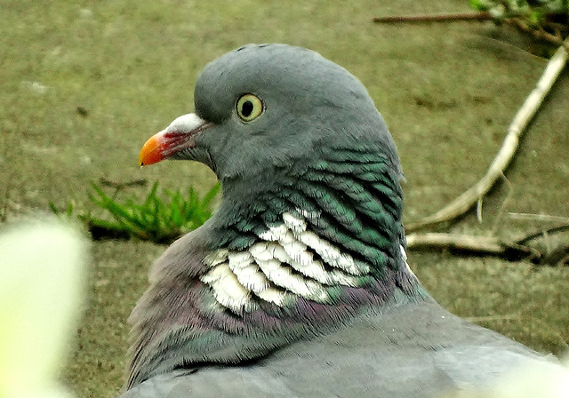 Wood Pigeon