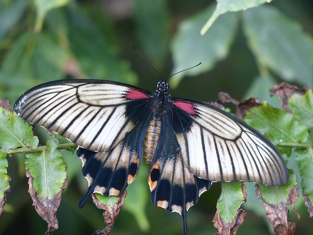 Great Yellow Mormon - 21 February 2018