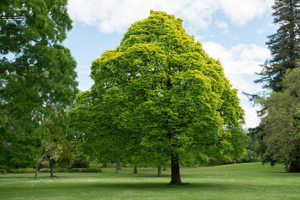 Neuseeland - Christchurch - Botanischer Garten