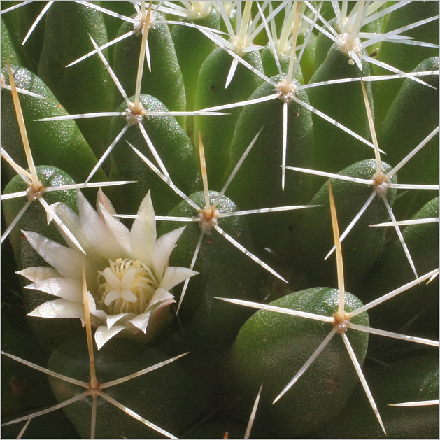 Mammillaria decipiens