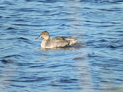 Northern Pintail