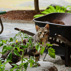 Garden Helper