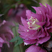 DSCF3515