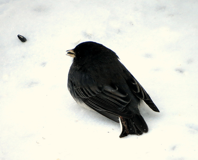 Junco hyemalis