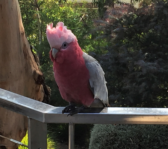 Galah_3