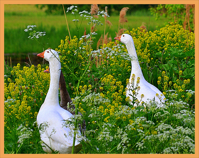 Twins.....(Anas Caerulescens)