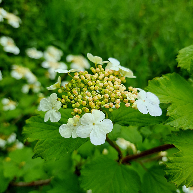 Gemeiner Schneball (Viburnum opulus)