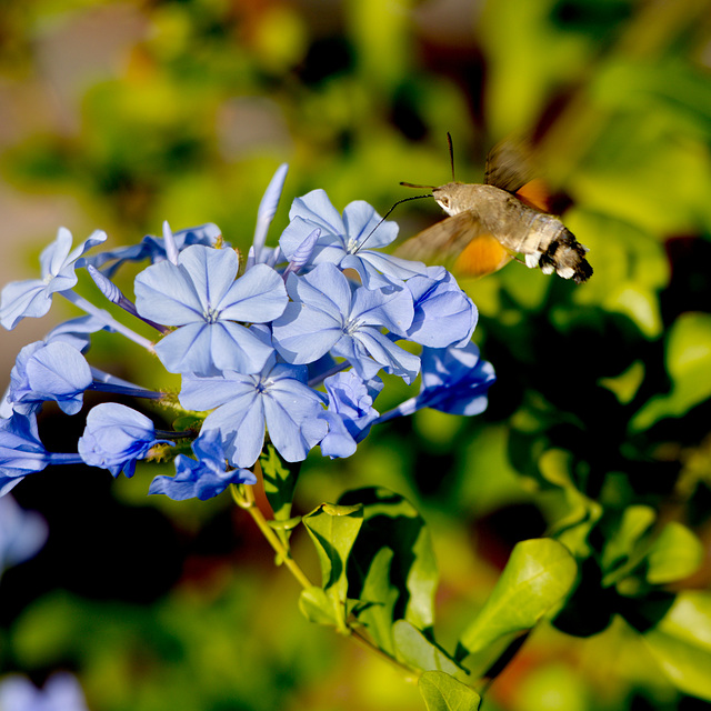 Das Taubenschwänzchen hat einen sehr langen Saugrüssel und fliegt vor der Blüte wie ein Kolibri (siehe auch PiP)